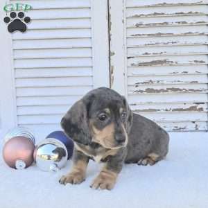 Ralph, Dachshund Puppy